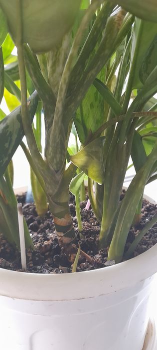 Аглоанема- чудова ,є квітуча