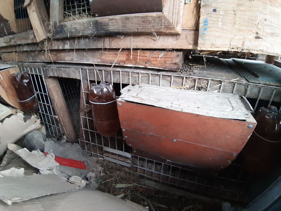 Клітки для кролів