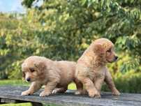 Golden Retriever*Ciemnozłoty*Rodowód**