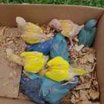 Ringnecks a serem domesticados