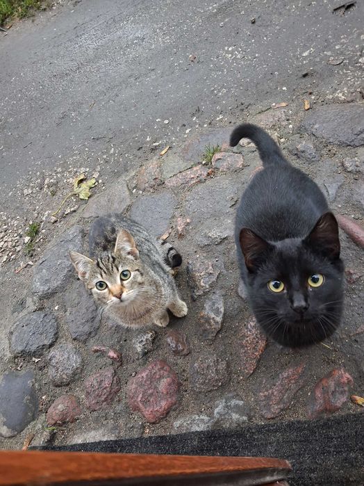 Oddam koty w dobre ręce