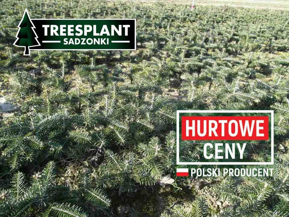 RZESZÓW Jodła kaukska 4,5 letnia sadzonki jodły świerk srebrny serbski