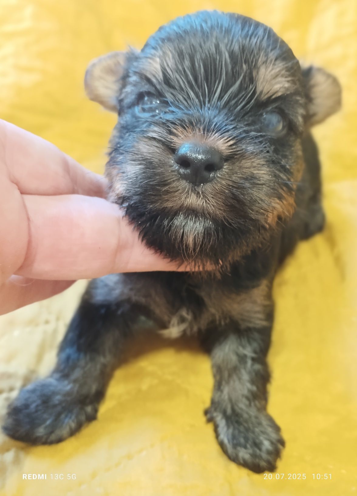 Yorkshire terrier