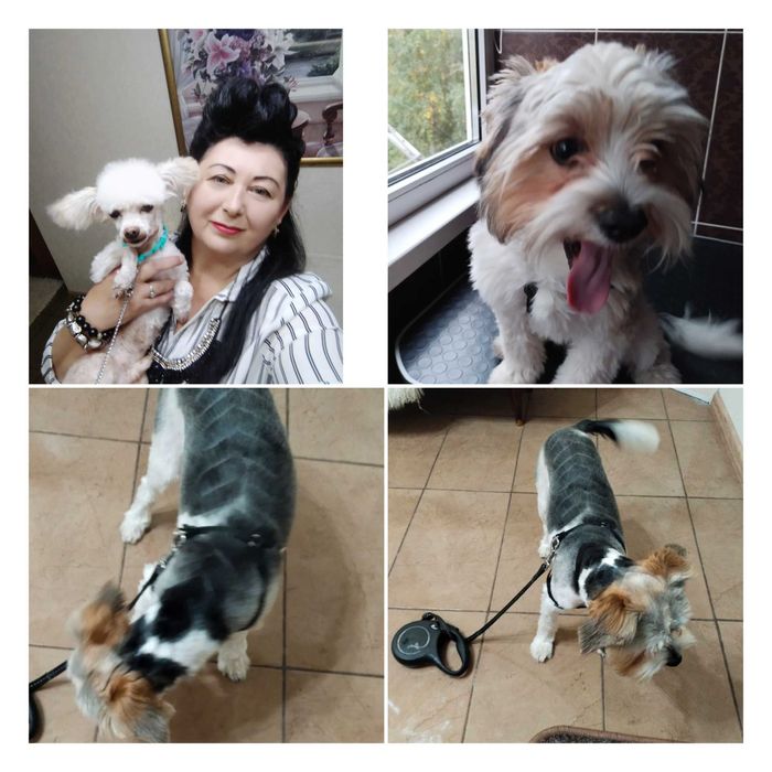 Стрижка собак, котів.м.Першотравеньск.