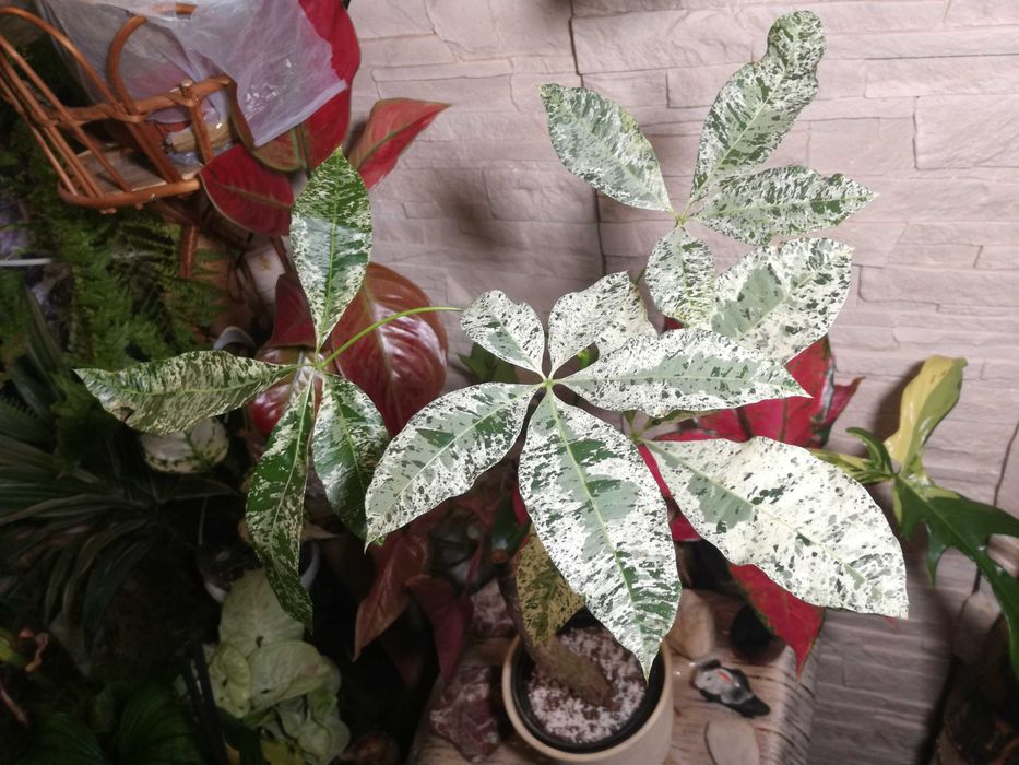 Pachira Alba Variegata Money Tree WIELKA RZADKOŚĆ UNIKAT monstera phil