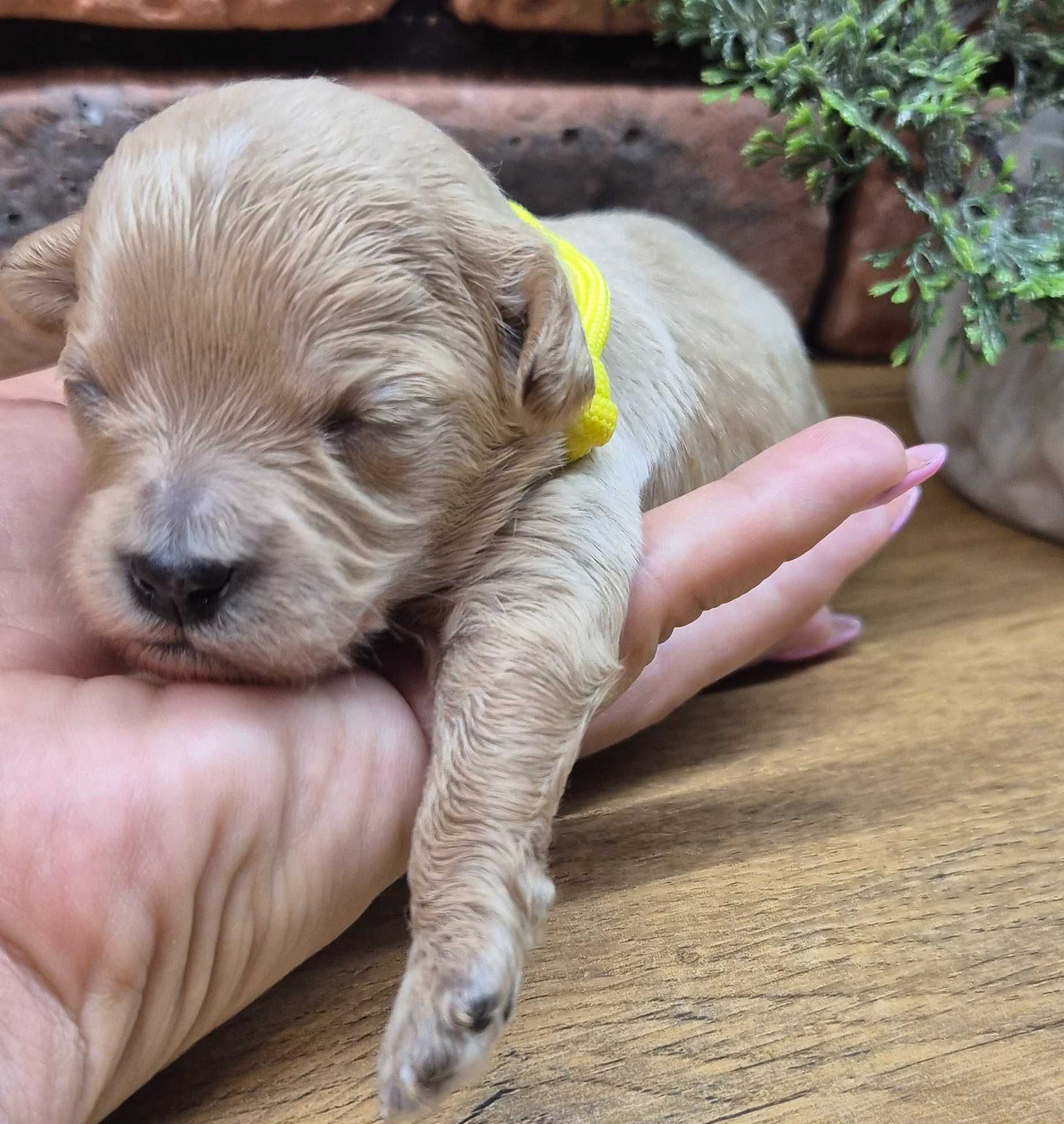 Cavapoo dziewczynka