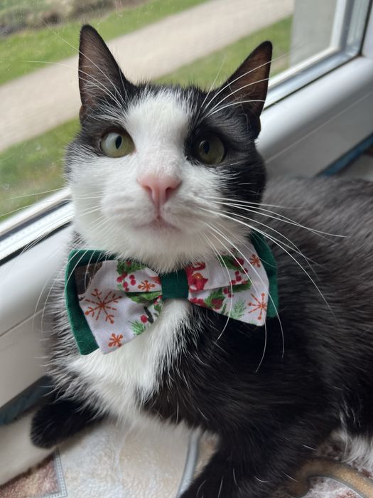 Przytulasek Brokat szuka domku