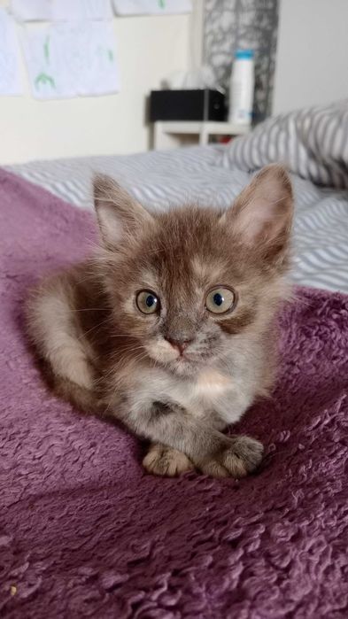 Котики кошеня кіт