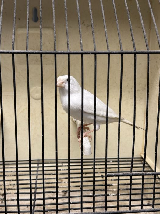 Femea branca para venda