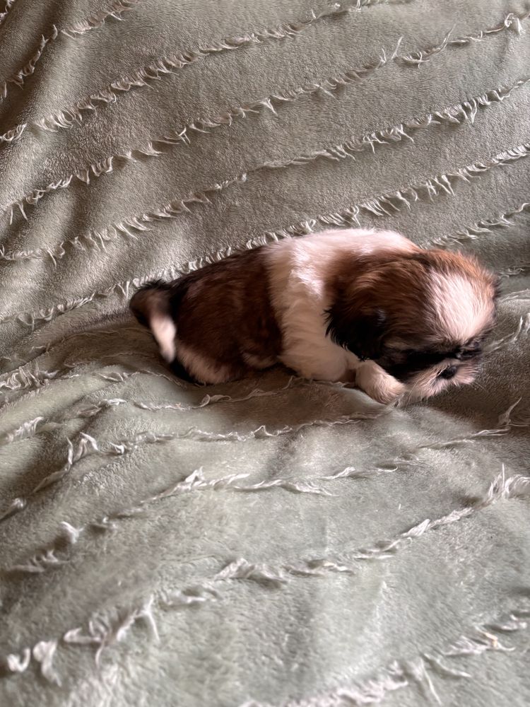 Shih Tzu Piesek.
