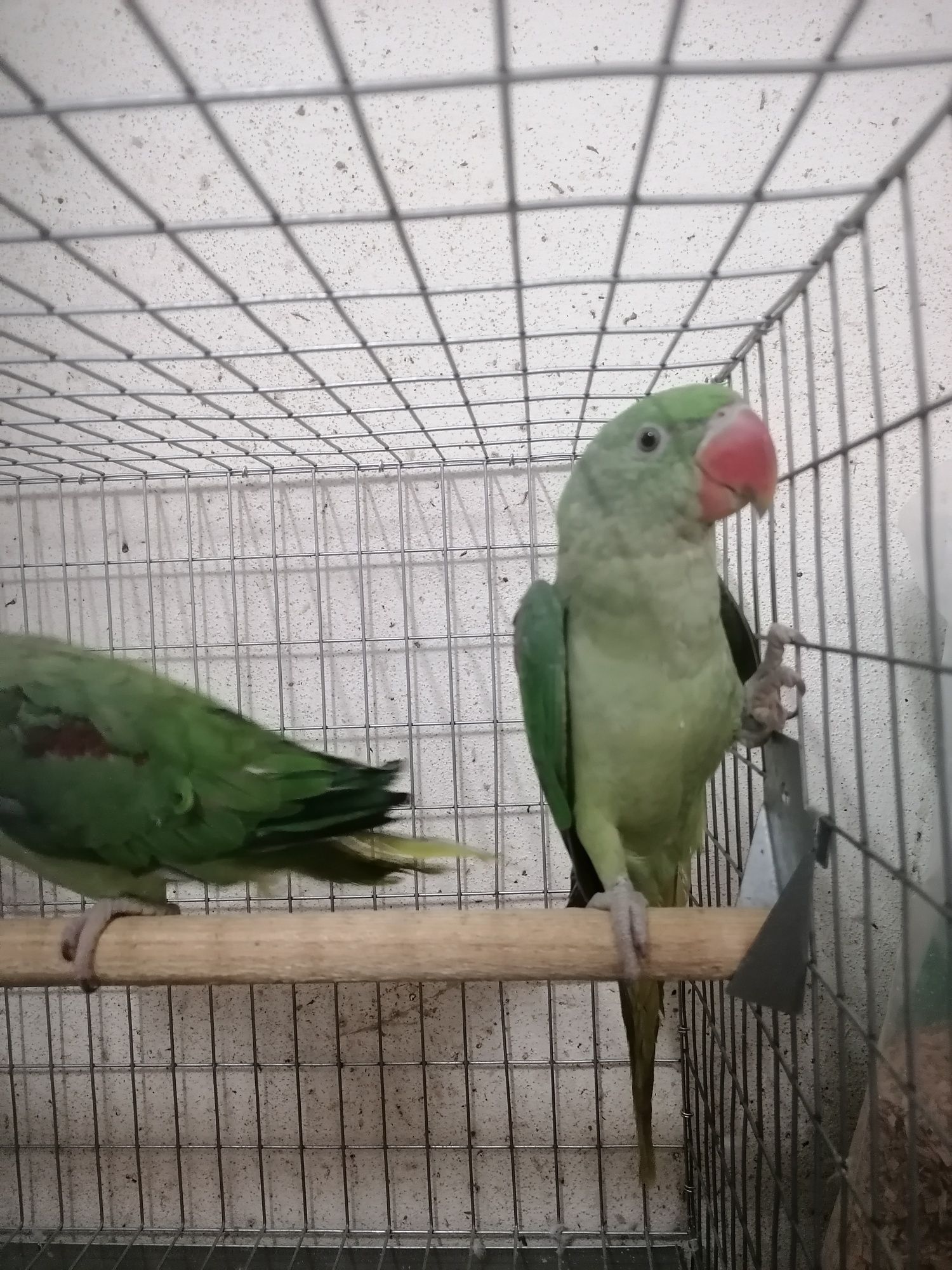 Grandes Alexandres casal