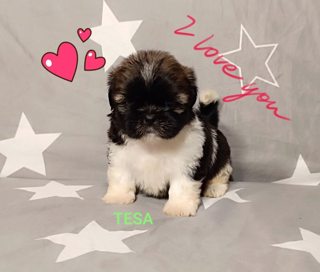 Shih Tzu suczka z rodowodem gotowa do odbioru.