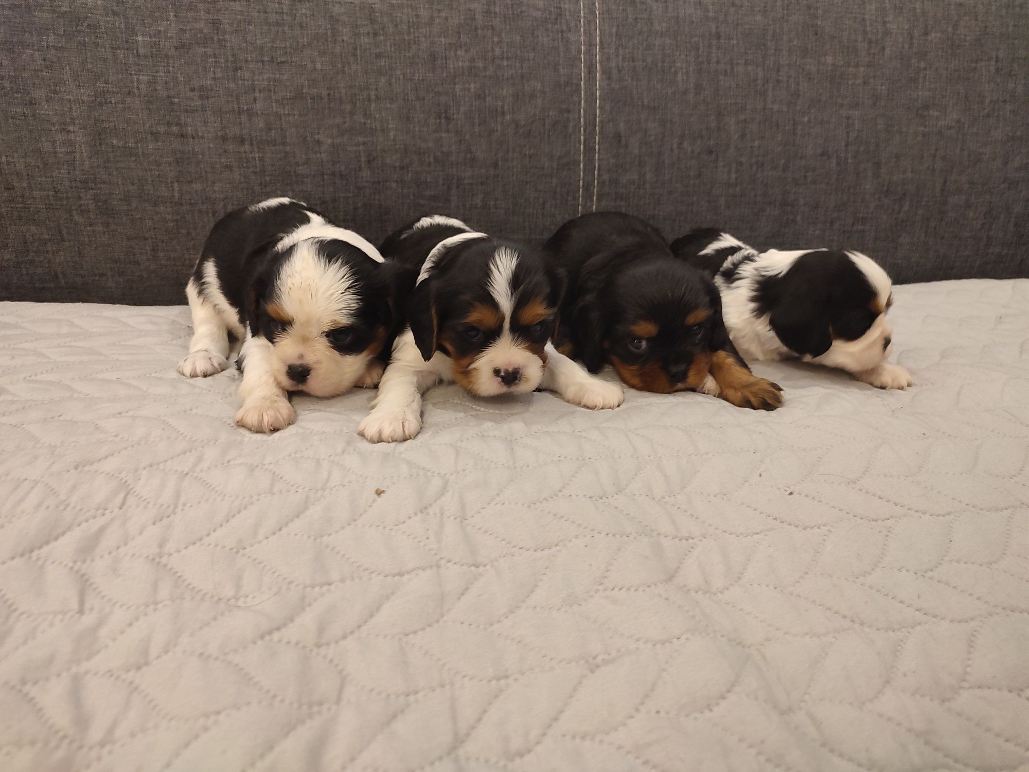Cavalier King Charles Spaniel