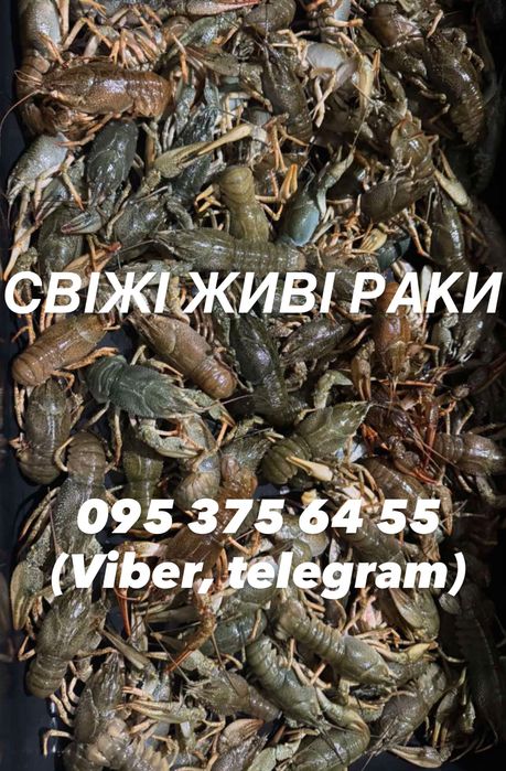 ЖИВІ РАКИ В НАЯВНОСТІ (малі, середні, великі)