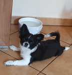 Chihuahua suczka