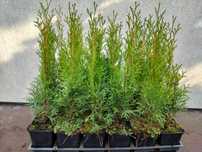Thuja Szmaragd i Brabant 40-50 cm