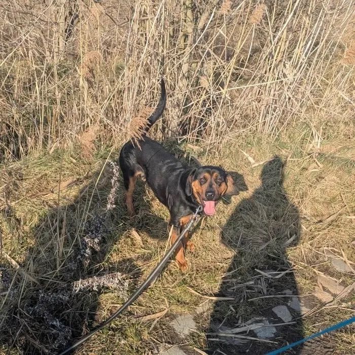 Michael w typie gończy polski do adopcji