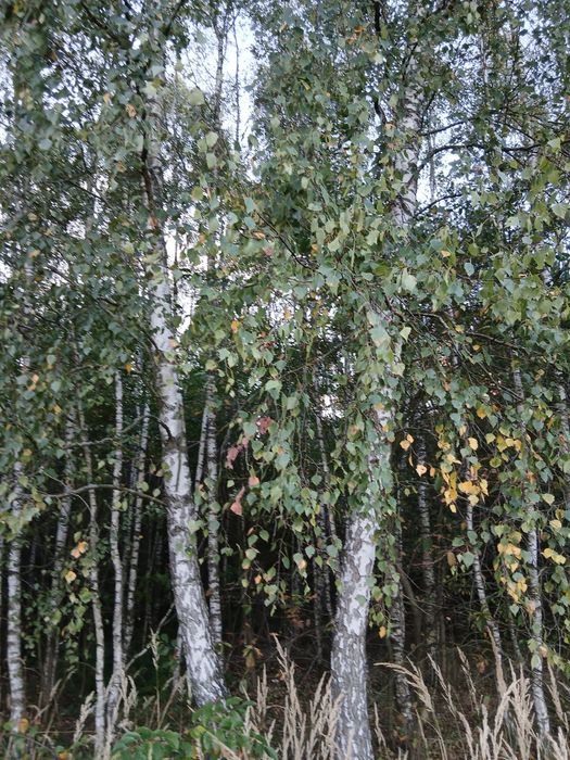 Sprzedam zadrzewioną działkę o powierzchni 2.79 ha