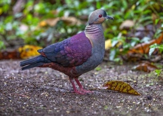 Casal de Rolas Geotrygon versicolor 2024