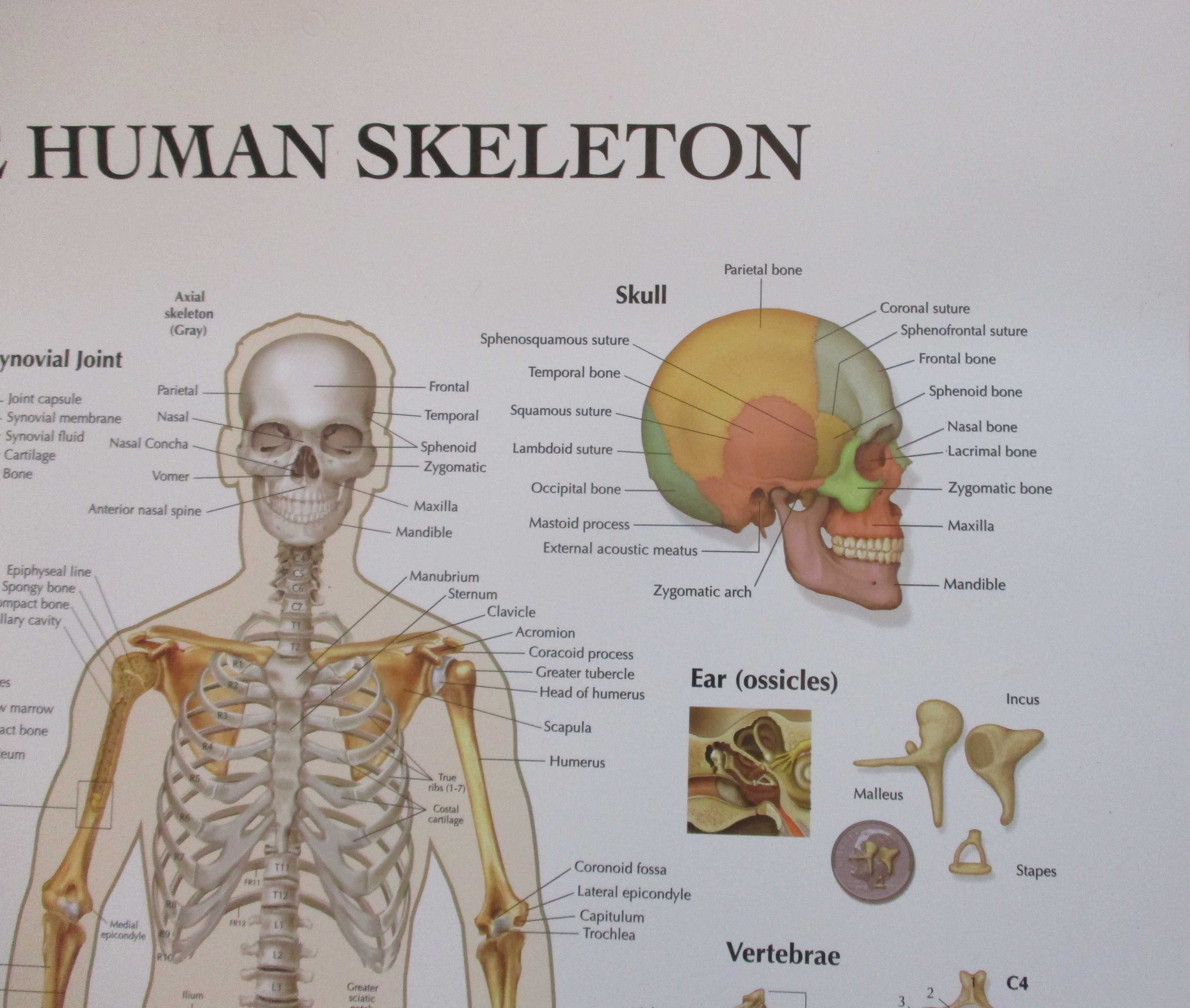 Poster grande de Medicina com Ossos e Esqueleto