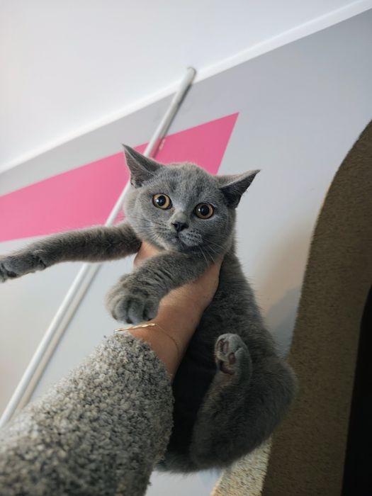 Kocurek brytyjski gotowy do odbioru