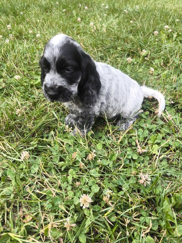 Cocker spaniel angielski samiec blue roan