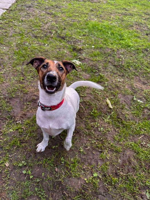 Oddam za darmo- do adopcji- Śliczna Pola szuka do domu