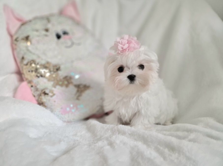 Maltańczyk  SUCZKA FCI ZKwP