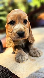 Cocker Spaniel Angielski Suczka złoto - biszkoptowa - Rodowód