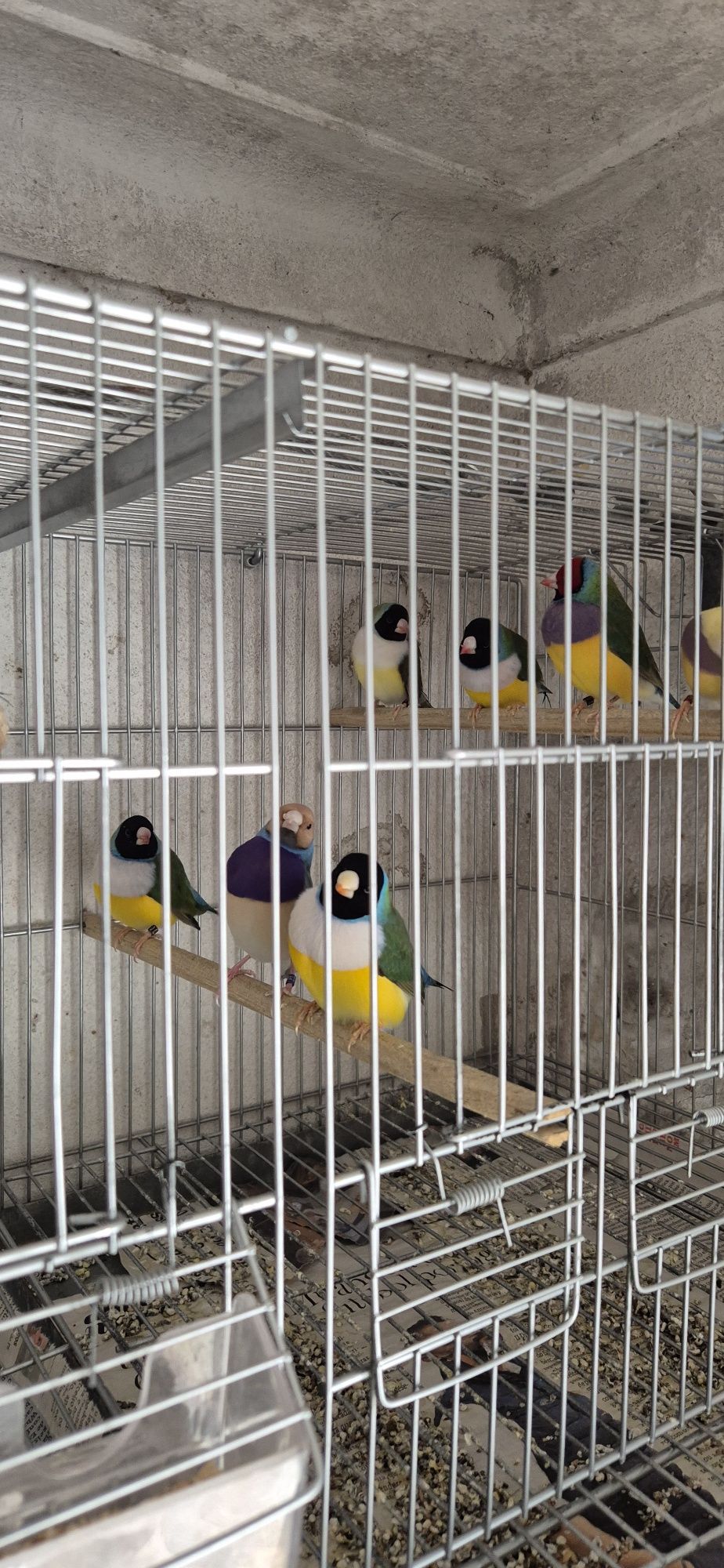 Lote de 10 diamantes  gould