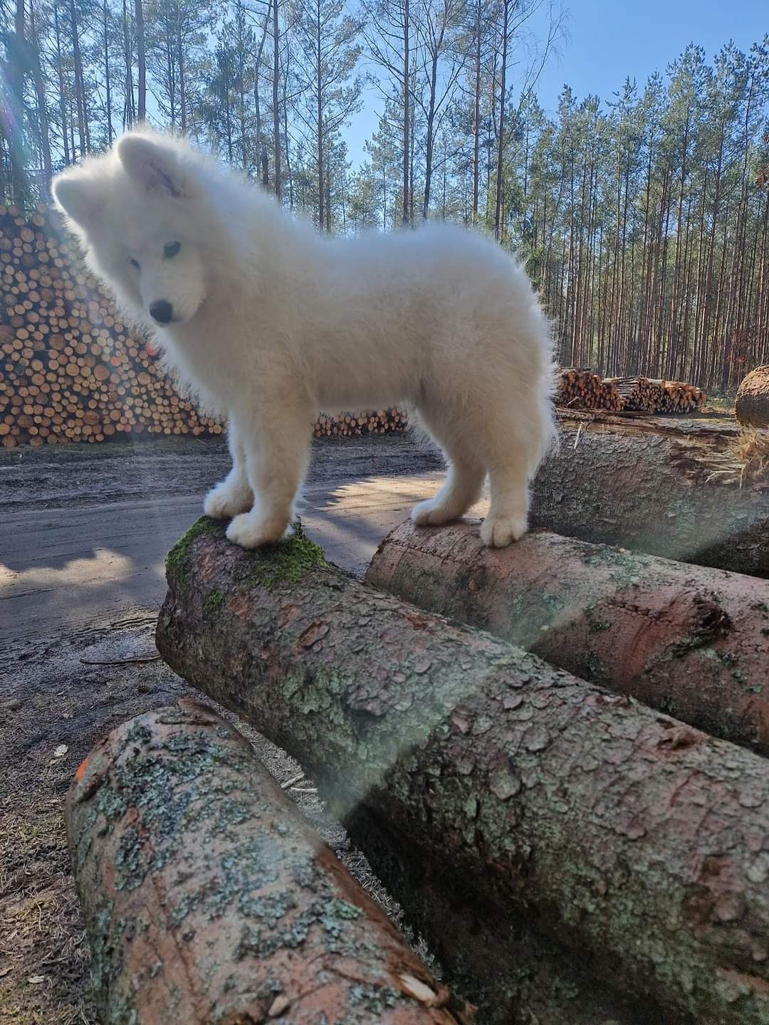 Po Szkoleniu posłuszeństwa! IDELANY szczenię SAMOYED, RODOWÓD ZKwP FCI