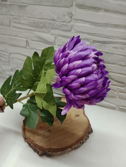 Chryzantema pojedyncza gęsta 6 sztuk