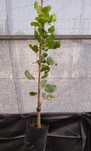 Plantas de Pistacho