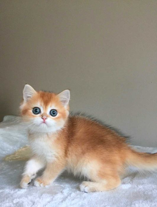 Kocurek szkocki,  color złota szynszyla