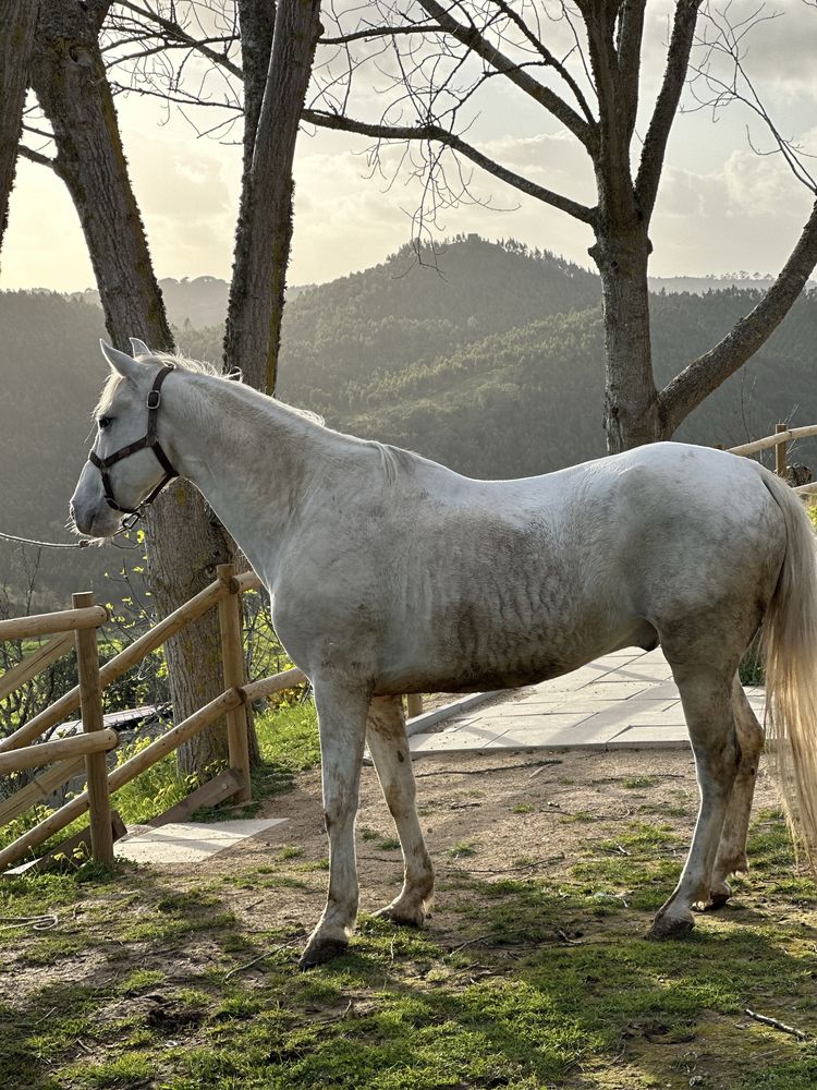 Cavalo lusoarabe