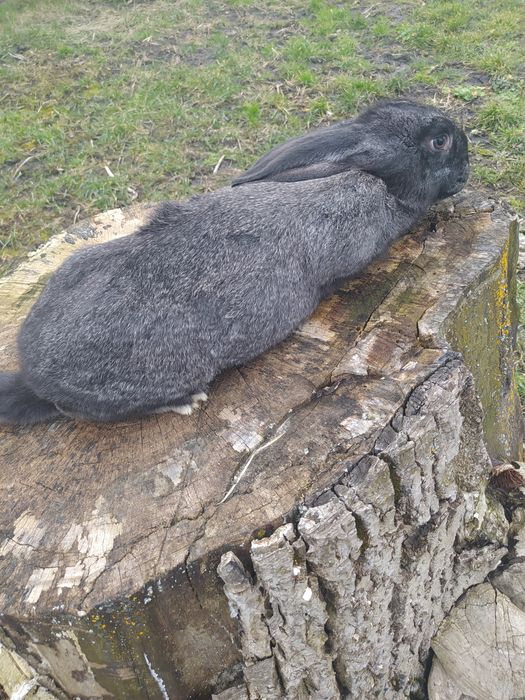 Кролі термонці та інші