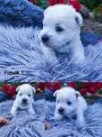 West Highland White Terrier