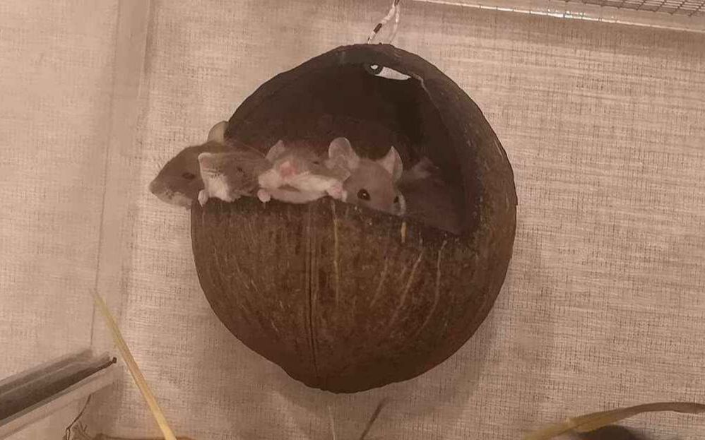 Myszak leśny (Peromyscus maniculatus)