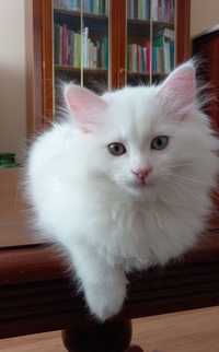 Biała koteczka syberyjska z rodowodem FPL/FIFe