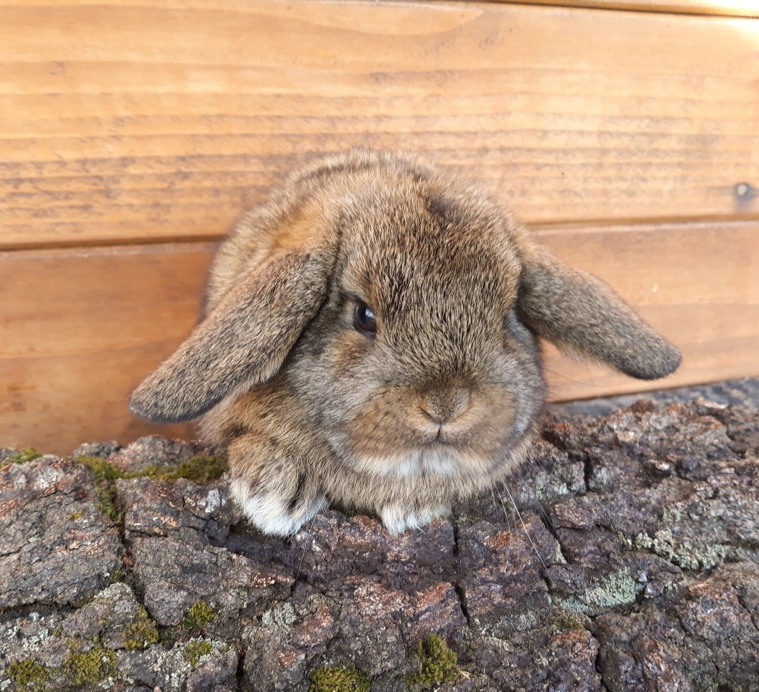 Królik karzełek baranek mini lop szary