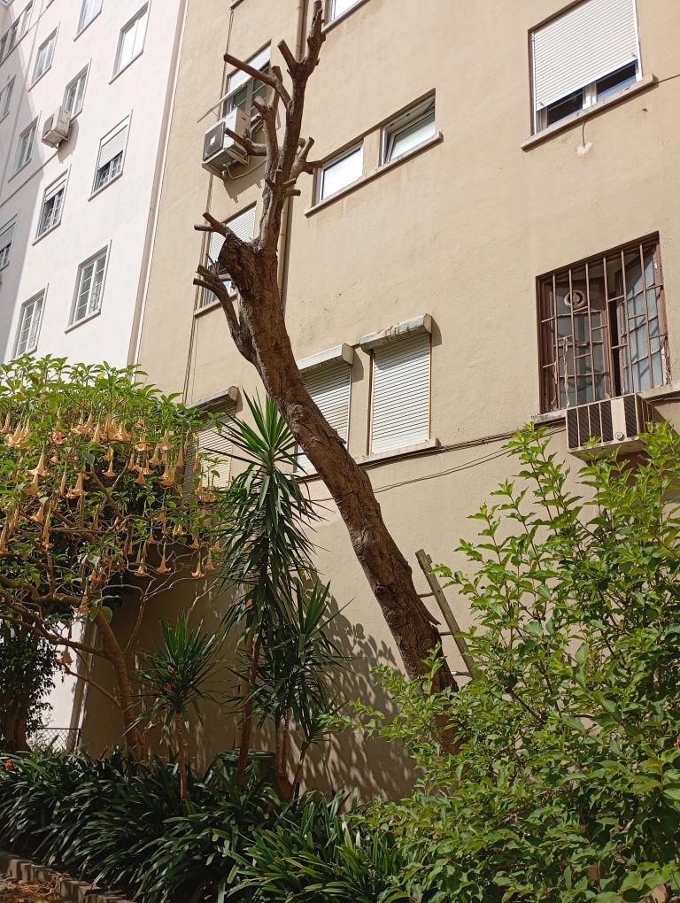 Faco manutenção de jardins, desmatação,podas e abates de árvores.obr