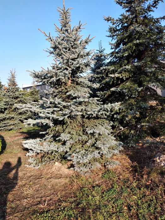 Świerk Srebrny "Glauca" 300-350cm