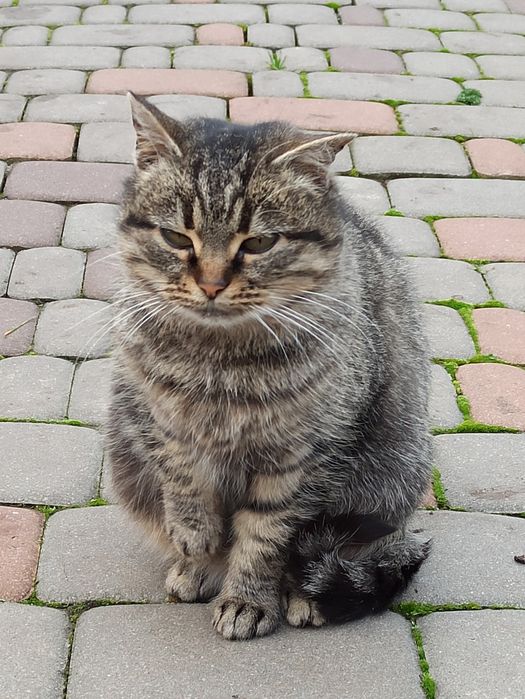 Шукаємо теплий дім та дбайливі руки для красуні