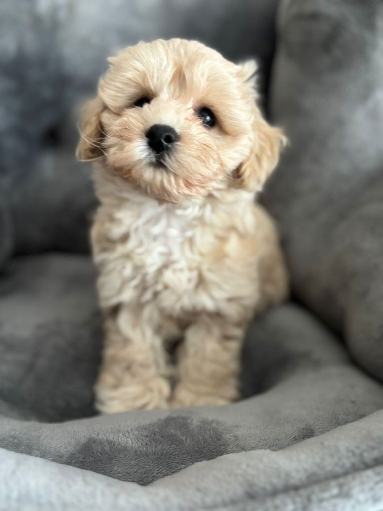 Maltipoo / chłopczyk