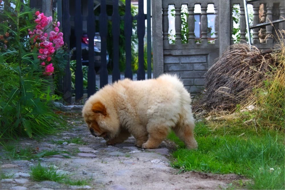 Ruda suczka chow chow