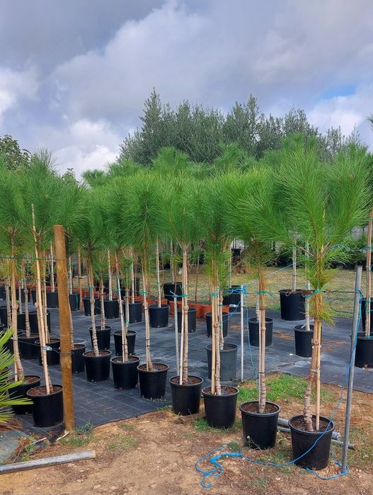 Lote 15 pinheiros 1.50/1.70