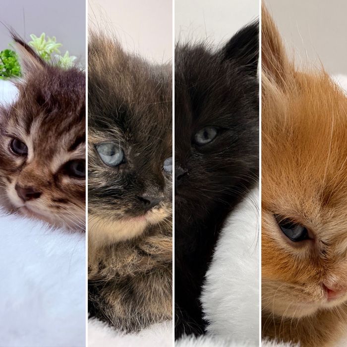 Catinhos Procurando família