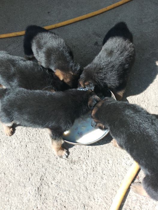 Німецька вівчарка