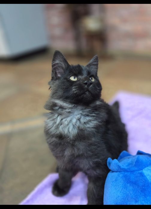 Maine Coon Nad Stawami