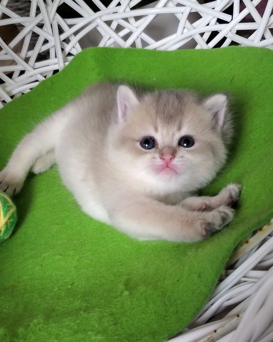 Ручные малыши, котята золотая шиншилла